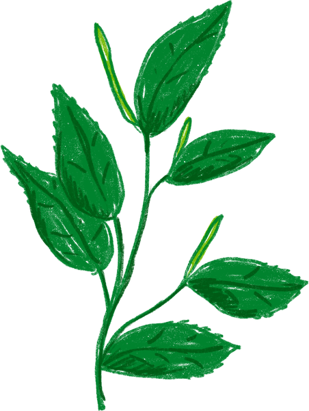 Colored Pencil Freehand Bergamot